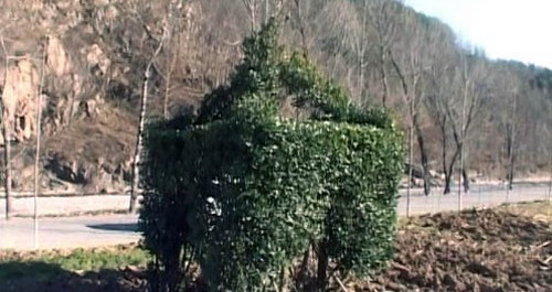 洛南一村民妙手種黃楊 綠色植物變成“水井房”