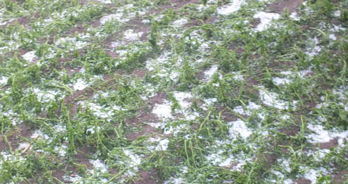 我市多地遭受冰雹襲擊