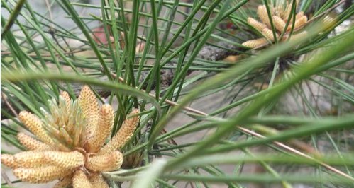 奇，千年古松開金花