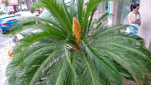 市區(qū)一株鐵樹(shù)開(kāi)了花