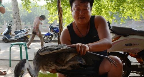 市民救助受傷蒼鷺