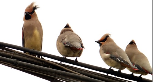 商洛良好生態(tài)環(huán)境 吸引成群太平鳥