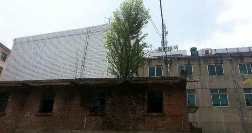 商洛:廢棄樓頂長出大楊樹