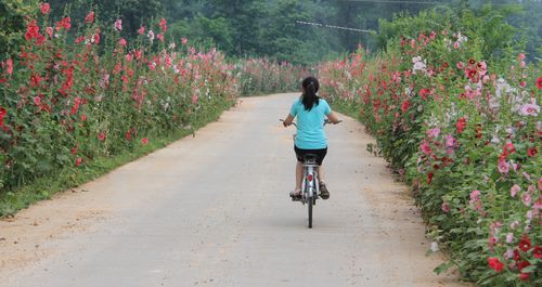 蜀葵為商洛鄉(xiāng)村公路增添了一道靚麗風(fēng)景
