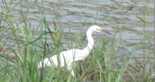 鶴城環境好 白鷺訪丹江