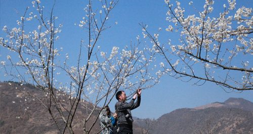 鎮安縣水源櫻桃花開了