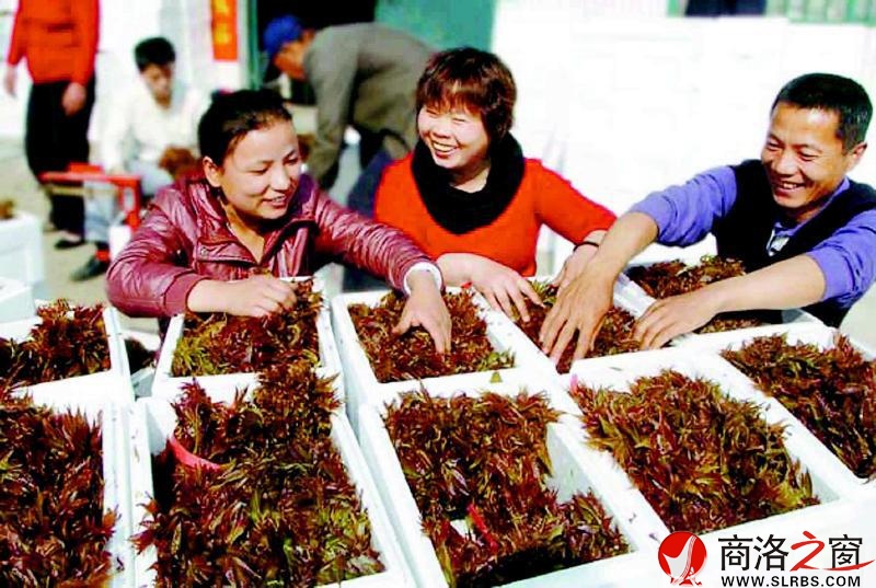 在我市的各個(gè)菜市場(chǎng)里,香椿芽被擺在了顯著位置。