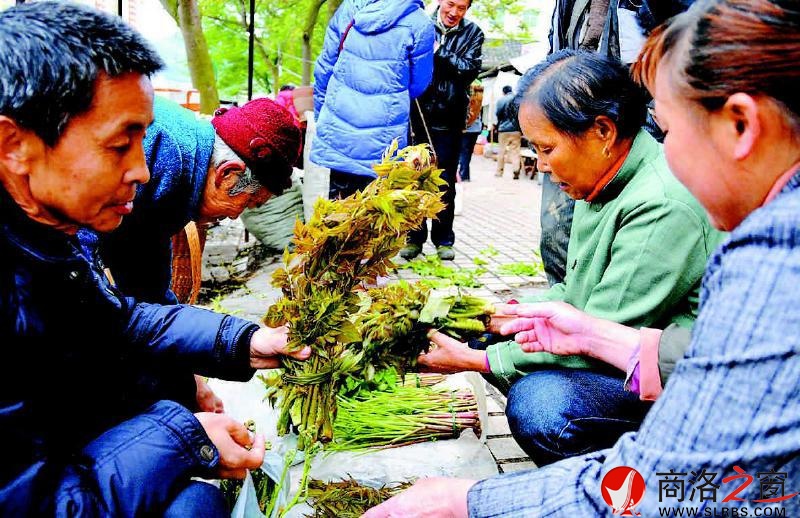 春季的早市上,香椿芽受到家庭主婦的歡迎