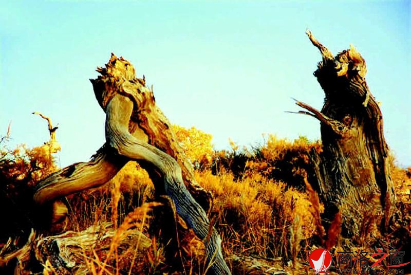 志存高遠(yuǎn) 青春無(wú)悔