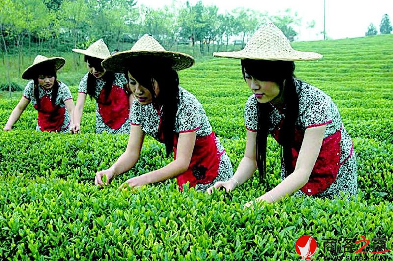 我市綠色產業快速發展，已成為全市的骨干產業。圖為商南采茶女采春茶。