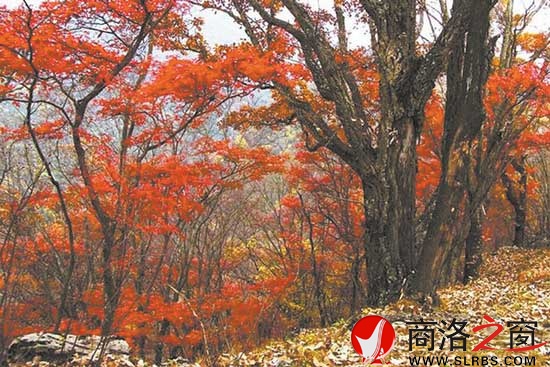 洛南佛山最美是紅葉