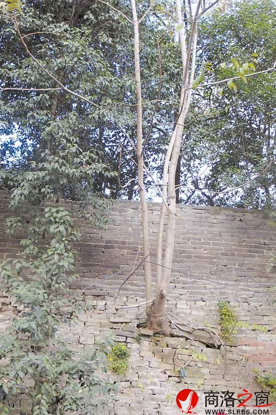 城墻上長滿了雜草樹木，發(fā)達(dá)的根系使城磚之間露出明顯的間隙。