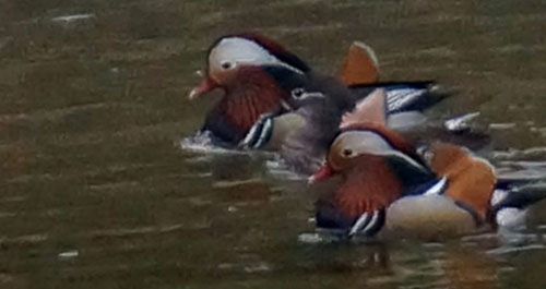野生鴛鴦現身金錢河