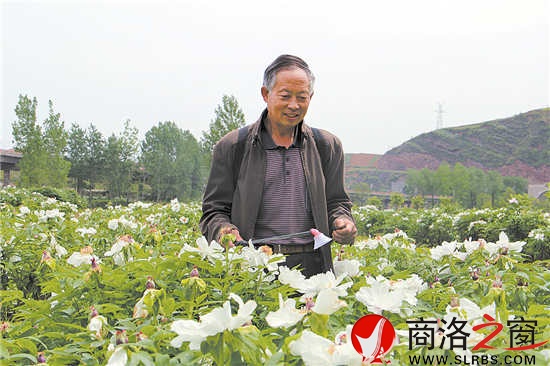 何長命正在對牡丹花進行科管