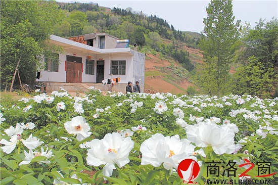 房前屋后牡丹園