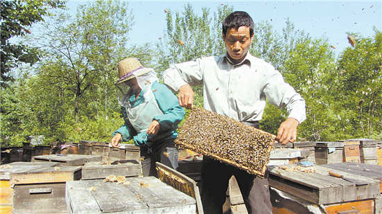 商洛生態好 引來養蜂人
