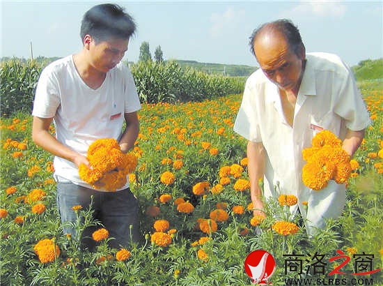 洛南四皓農牧站站長劉衛鋒(左)冒著酷暑深入田間幫助農戶采收萬壽菊