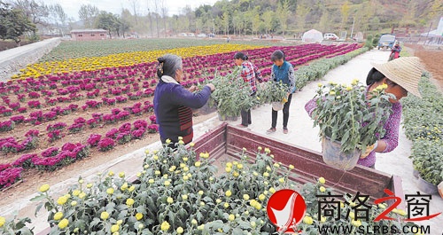 10月5日,商州區腰市寇村村民在陜西天琦生態農科園植菊。該農科園是區政府今年西洽會上引資項目,占地2300畝,集觀賞藥源