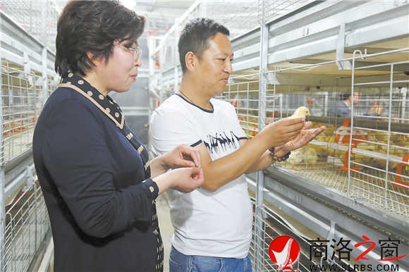 張丹英到棣花鎮中坪村養殖戶李文存的現代化養殖大棚中察看雞苗生長情況。（趙有良 攝）