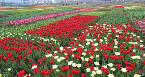 你若能來 花便盛開