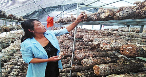 洛南代料香菇帶動貧困戶增收