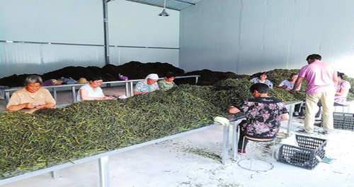 洛南正式投運蔬菜脫水生產(chǎn)線