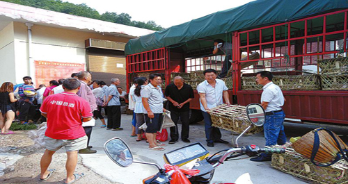 柞水為貧困戶免費(fèi)發(fā)放豬仔