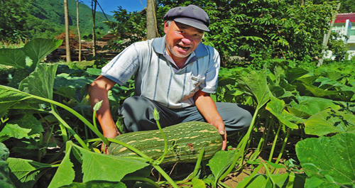 鎮安水峽村發展金絲南瓜種植