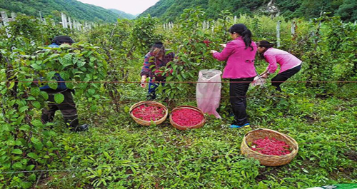 柞水縣營盤鎮北河村群眾采摘五味子