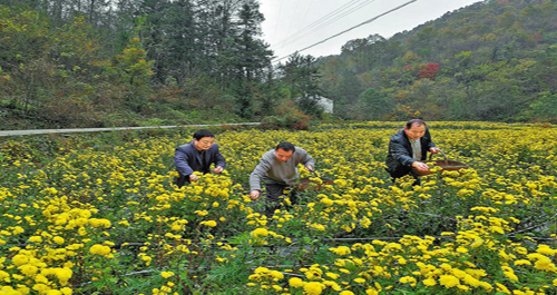 金絲仙菊種植產業促進農民增收