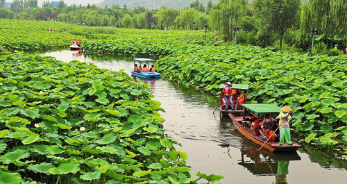 棣花賞荷季——醉美的遇見