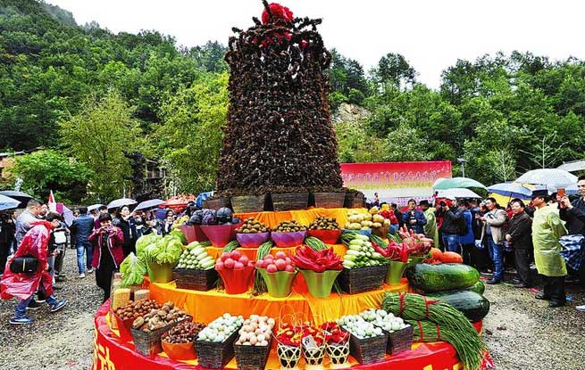 金風送爽碩果豐 農家欣喜樂融融