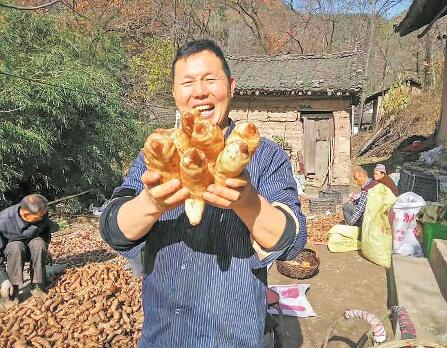 找到天麻種植金鑰匙帶領(lǐng)群眾打開致富門