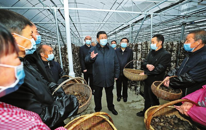 小木耳，大產業