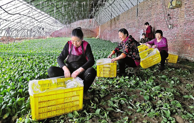 大棚蔬菜助農增收