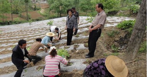 鎮(zhèn)安縣張家鎮(zhèn)加緊烤煙大田移栽