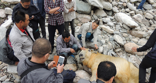 柞水：救助受傷羚牛