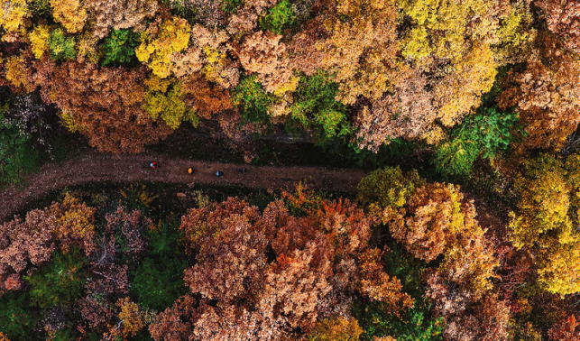 楓葉紅落葉黃 商洛秋濃好風(fēng)光