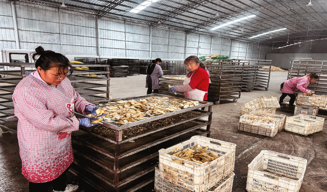 小小天麻片 富民大產業