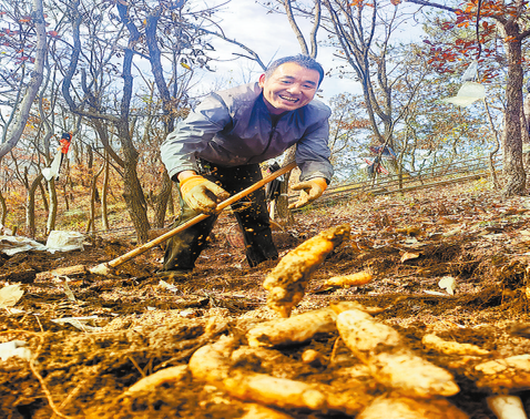 從深山“土疙瘩”到國字號“金疙瘩”