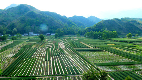 特色產(chǎn)業(yè)——保安鎮(zhèn)洋芋基地