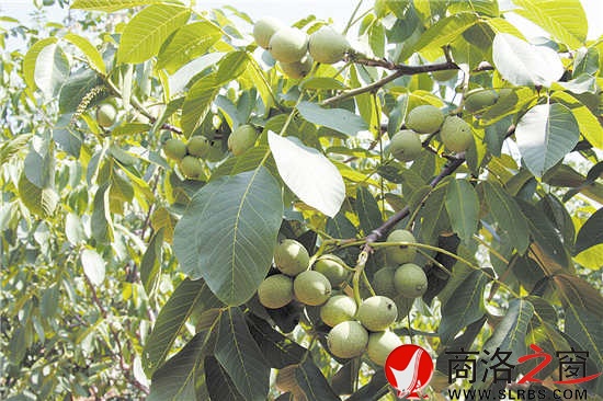 核桃是我市最具優勢的林業特色產業，面積、產量位居全國前列，穩居陜西第一。