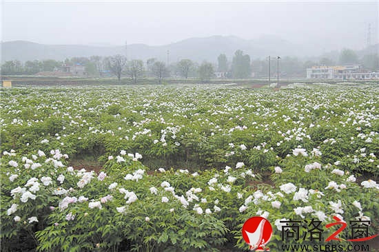 綠色產業是我市群眾增收的重要渠道。圖為集中連片的油（藥）用牡丹基地。