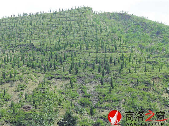 核桃高接換優等新技術得到大面積推廣和普及，為產業提質增效奠定了基礎。
