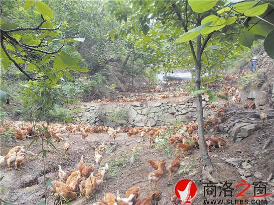近年來，我市大力發展林下經濟，充分挖掘林地潛力，帶動了農民增收。