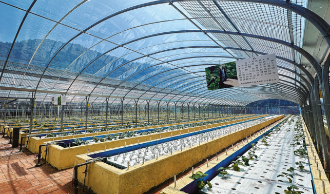 寺坪鎮引進魚菜共養生態養殖項目