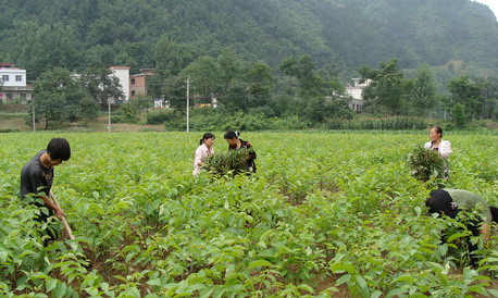 山陽已育出48萬株核桃苗