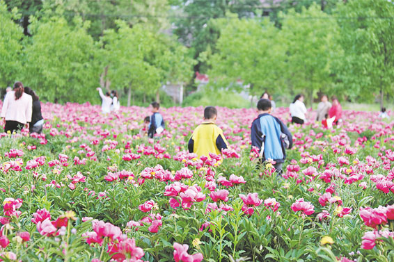 永豐鎮張坡村近百畝芍藥迎來盛花期
