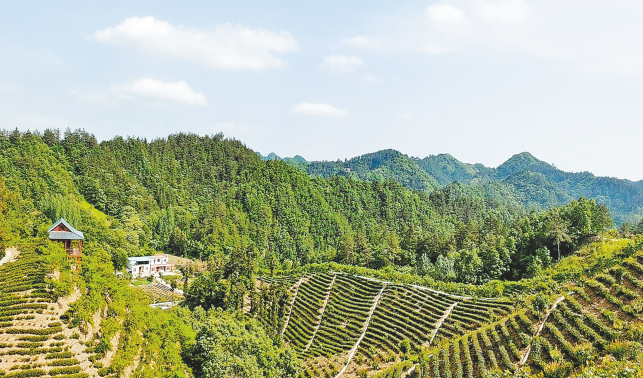 做強茶產業 蹚出富民路