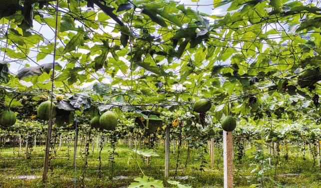 店坊河村 “黨建+”賦能鄉村特色產業發展